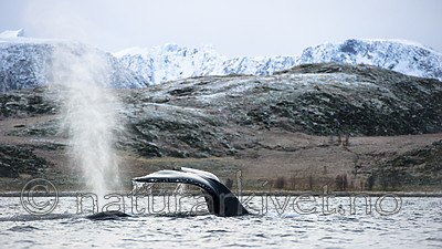 BB 15 0609 / Megaptera novaeangliae / Knølhval